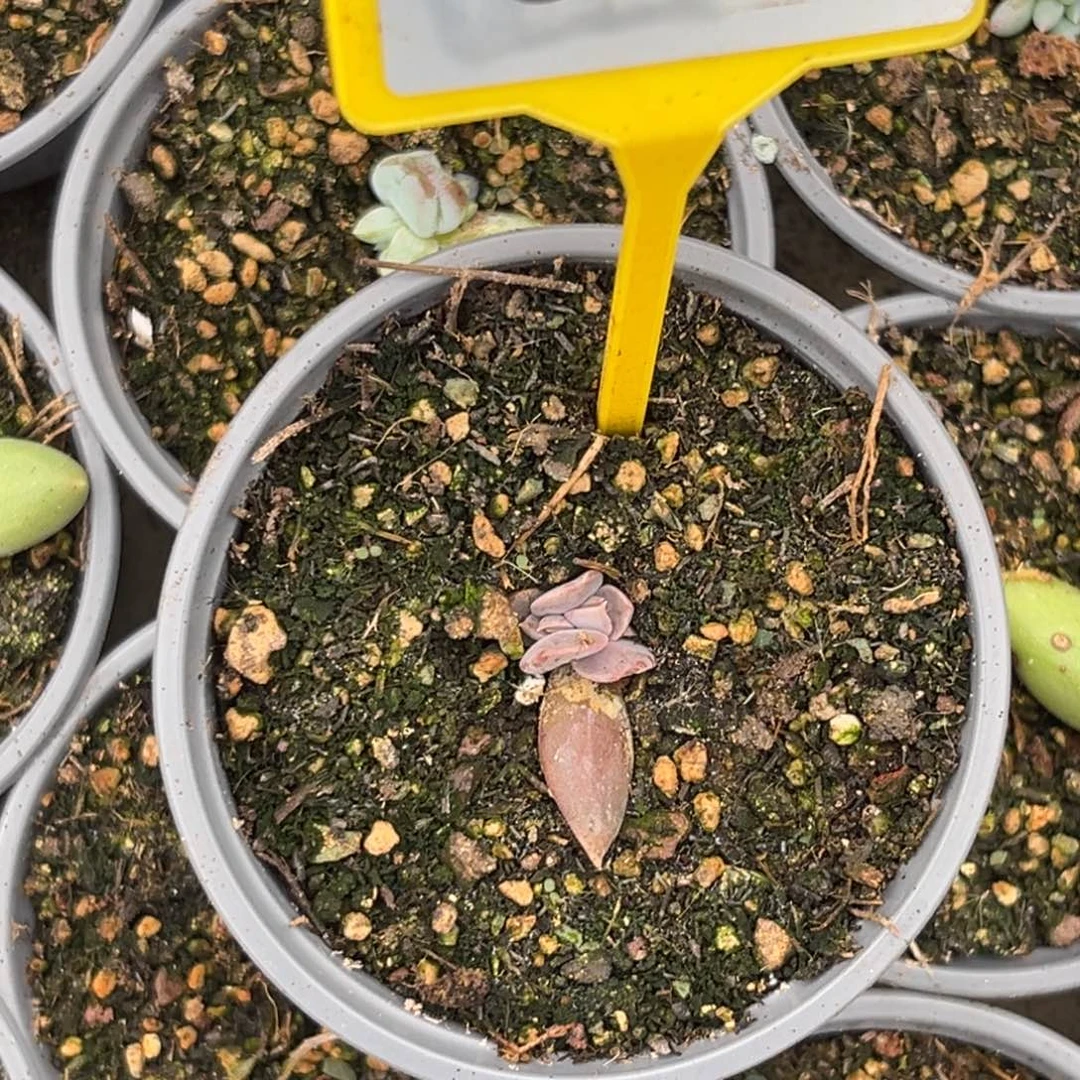 瞌***o多肉植物战神苗925