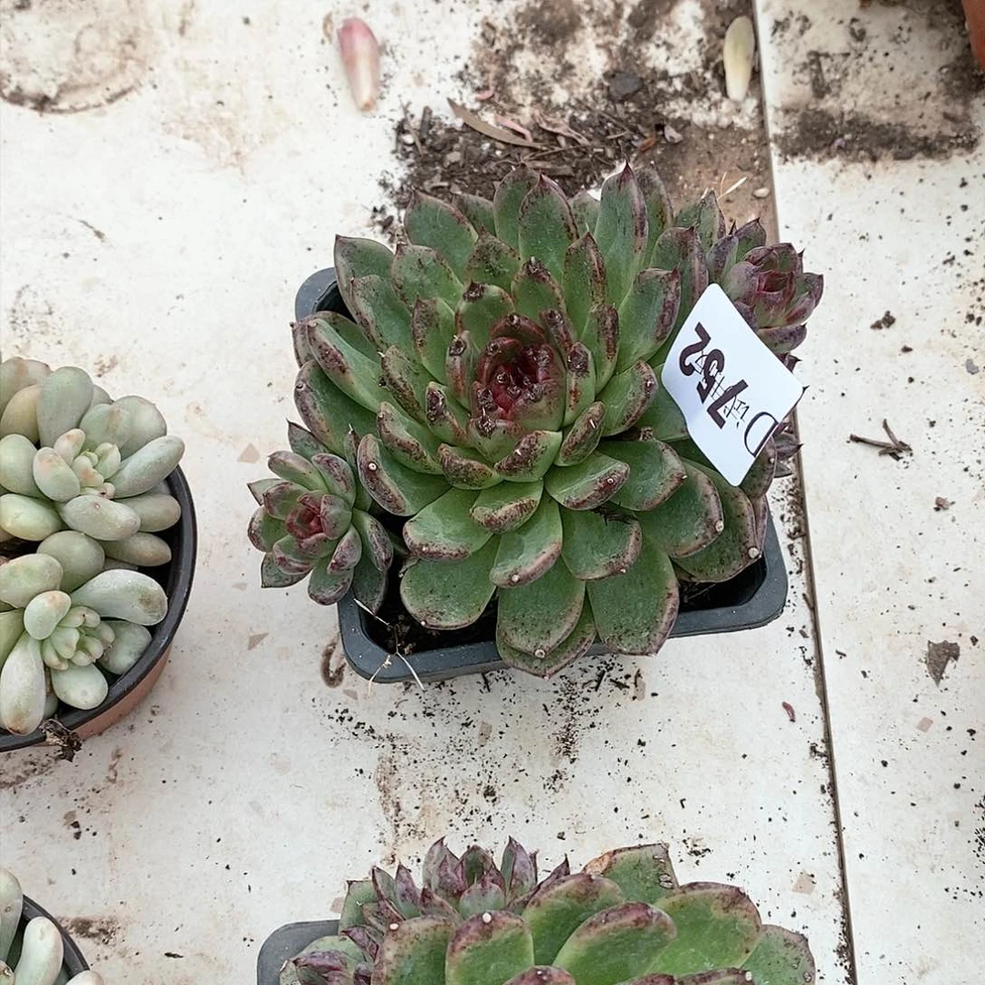 幸****止752黑水晶多肉植物