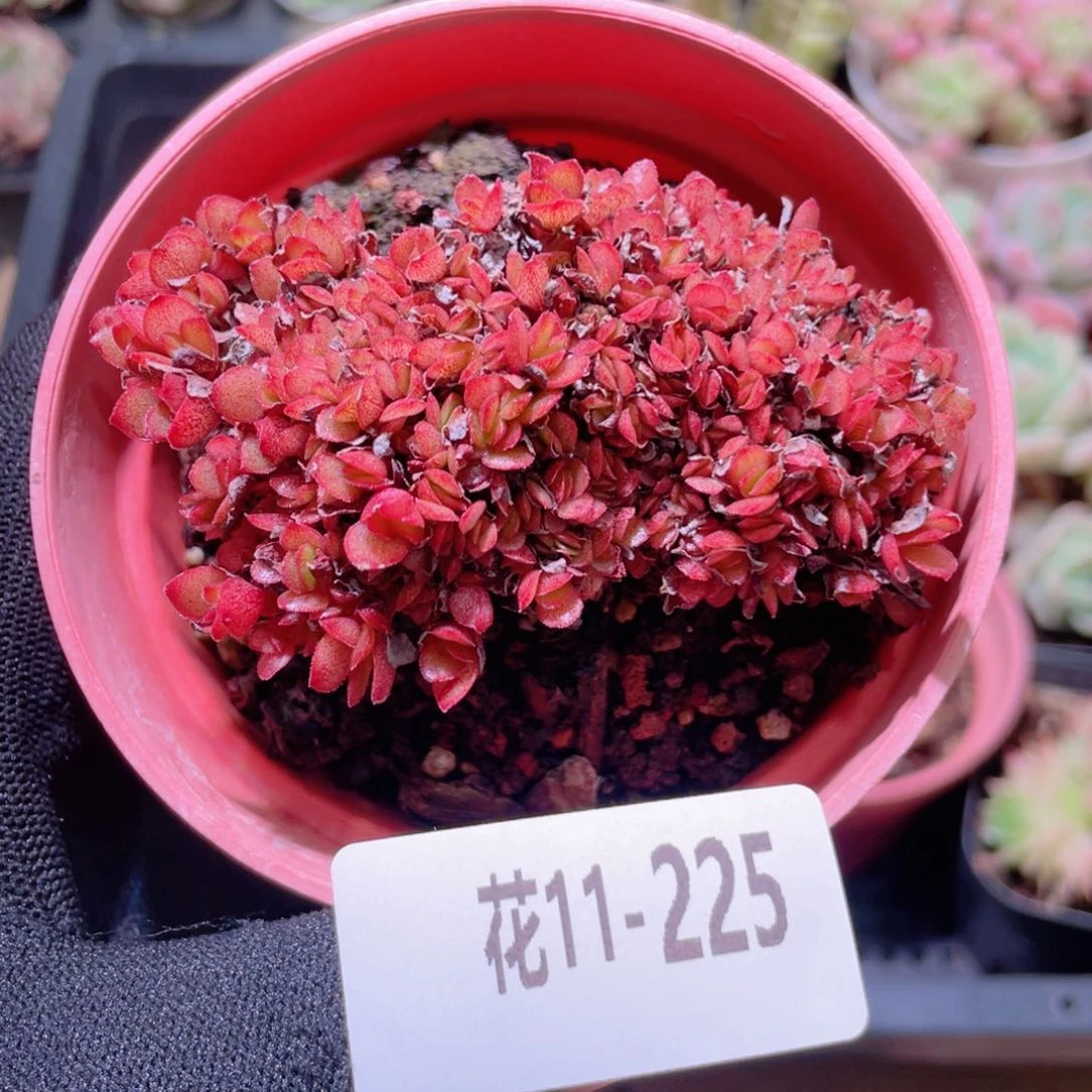 花利美11-225大叶糖果缀化