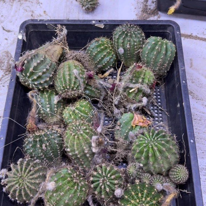 244彩草3个脱土发货根5公分左右