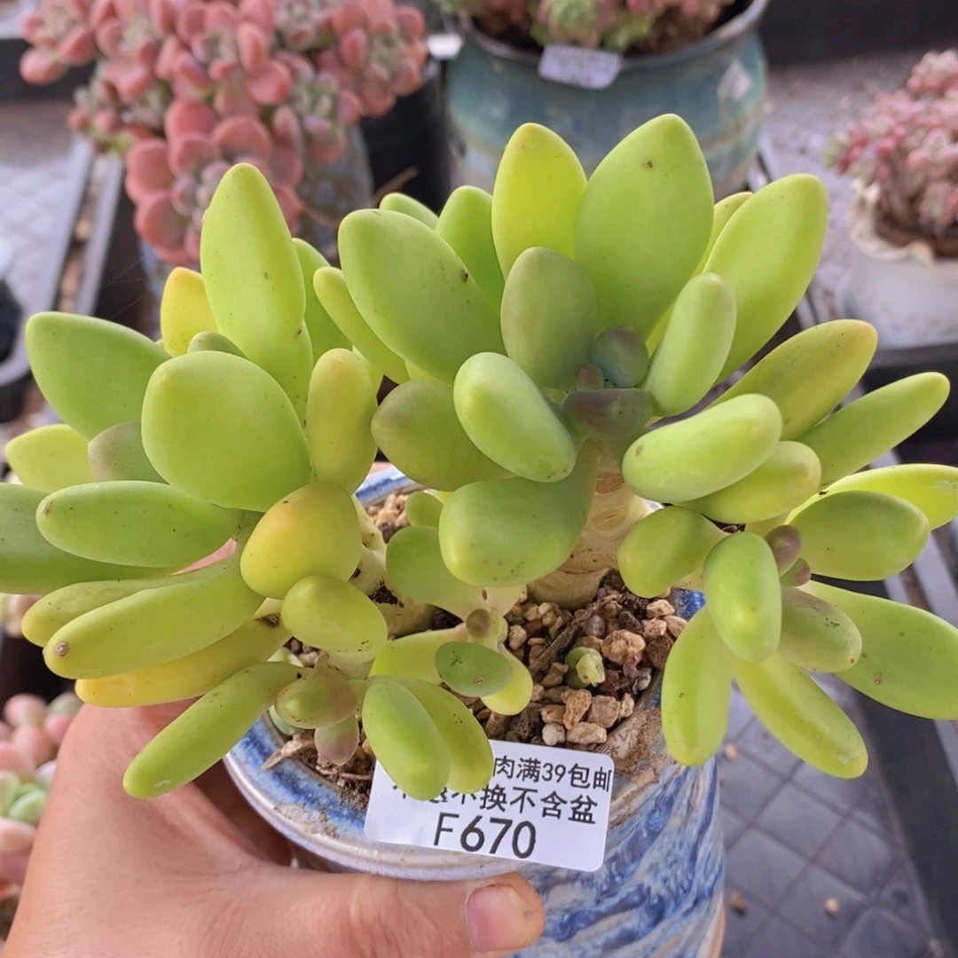 金色芒果奶13cm670多肉植物