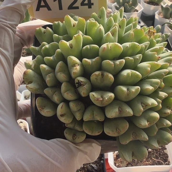 依***妖124姐姐计划斤斤计较哈哈