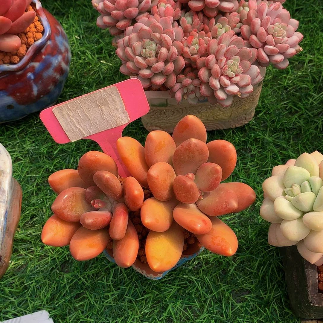 R***y芒果奶多肉植物26727/