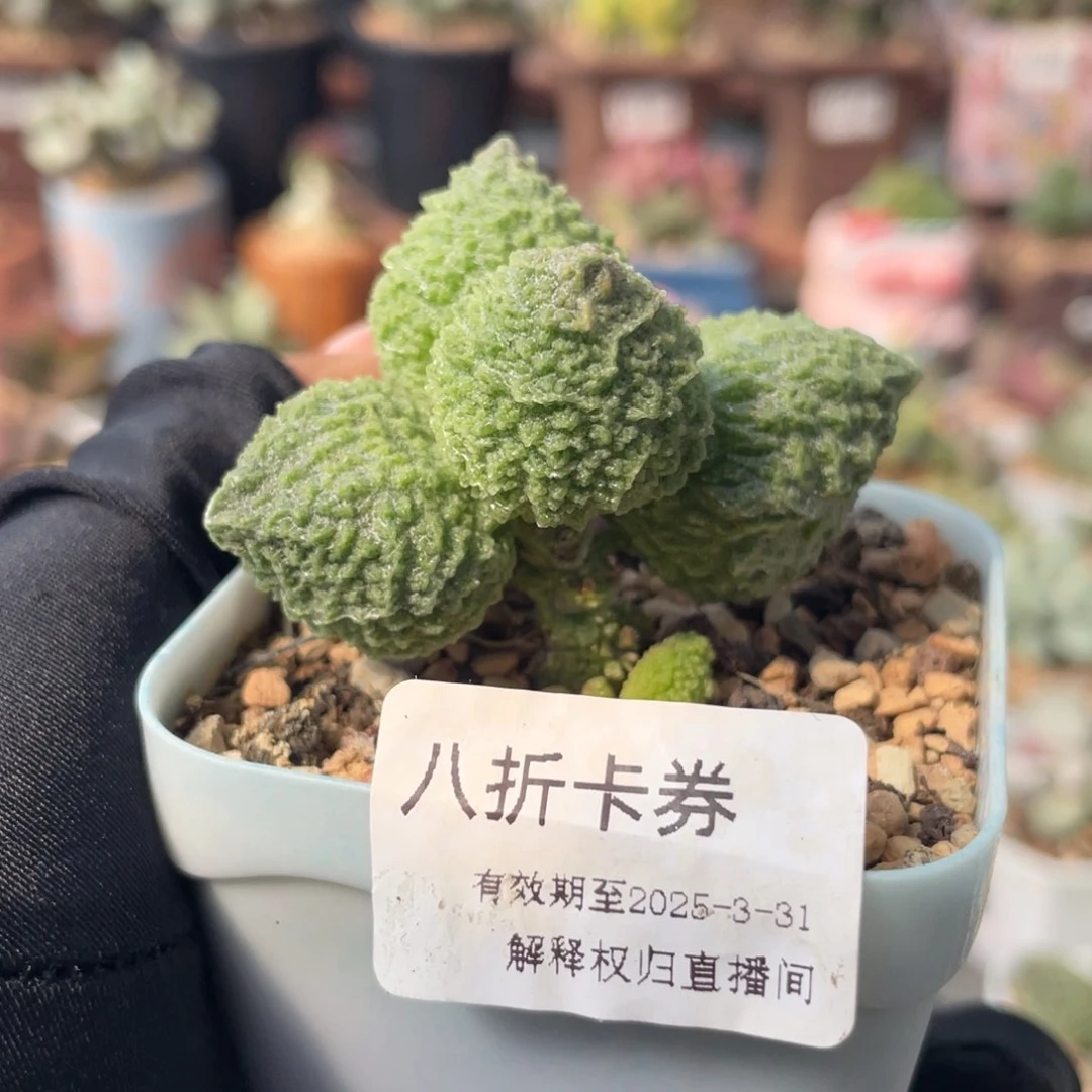 E**O   八卡。   784。