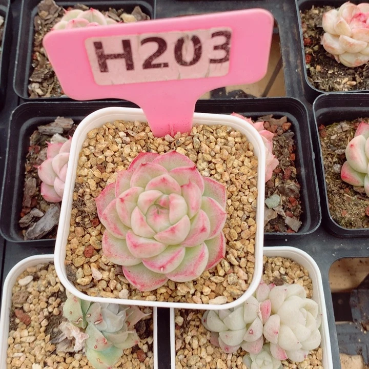 福利多肉植物3.5cm