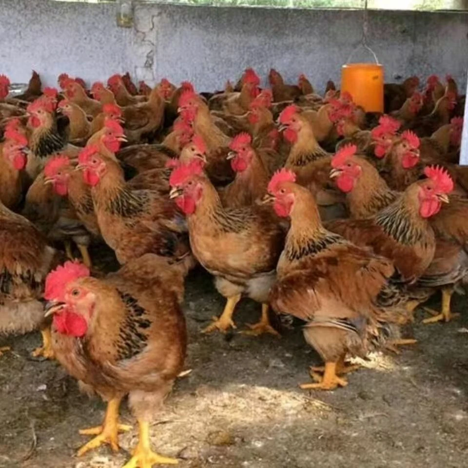 宠物鸡[九斤红]红玉鸡公母可选活体发货