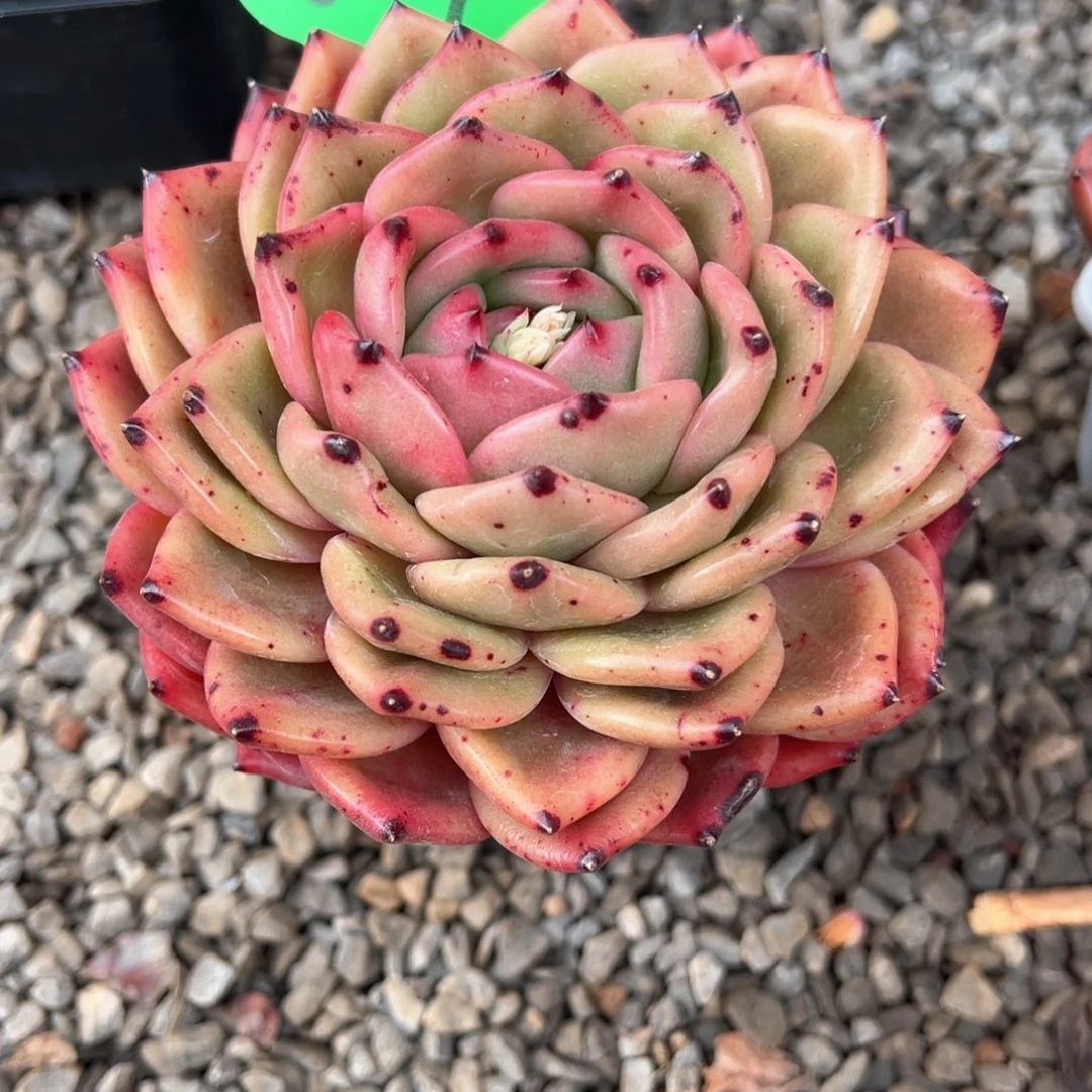 黄*主3.8.09红酒东云