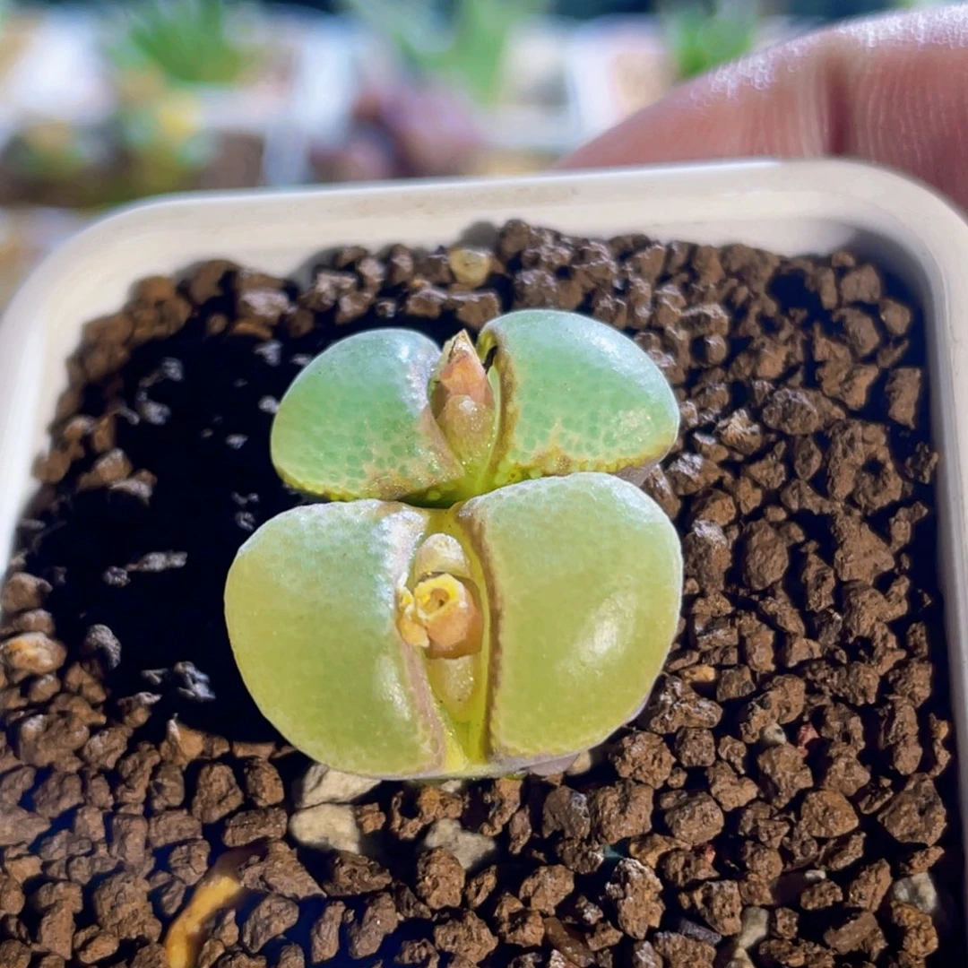 双头全窗粉红女郎风铃植物一物一拍