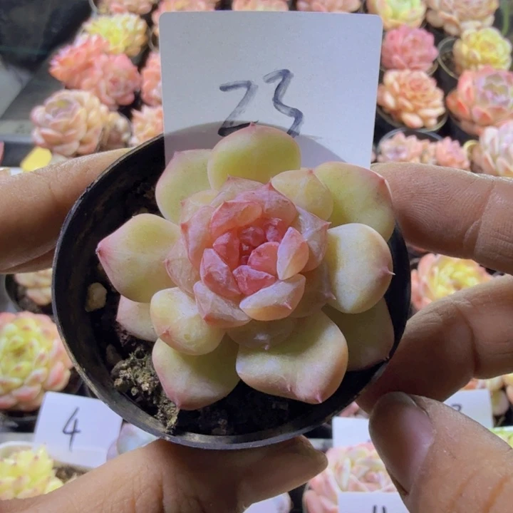 23.qqwwwwwwwwwwwww