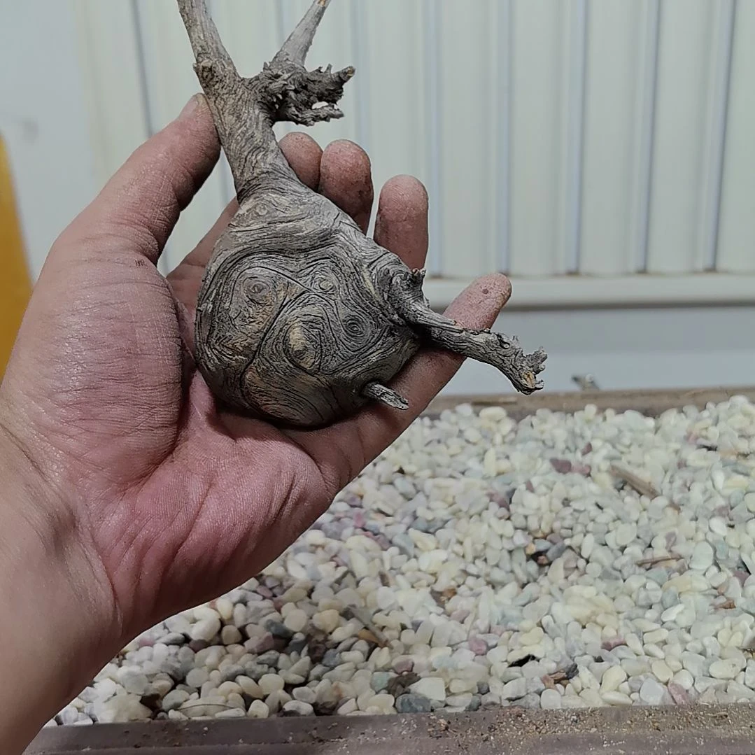 檀香紫檀（小叶紫檀）京*6