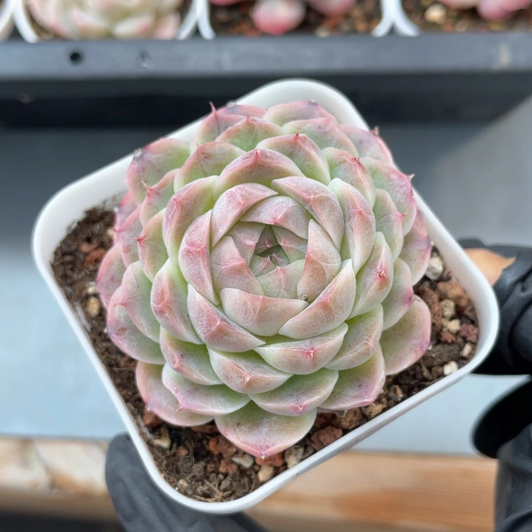 优选女王福利1443