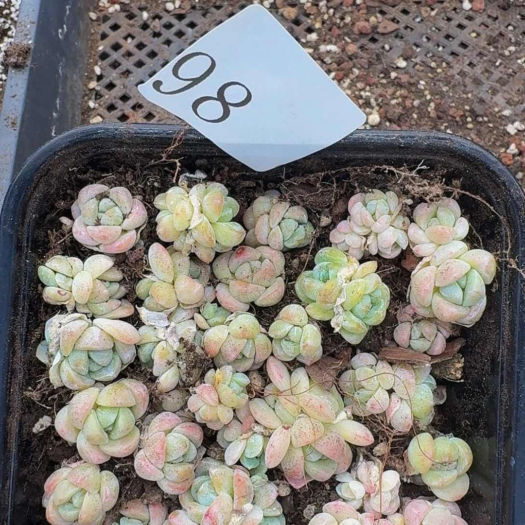 多肉植物多肉植物86