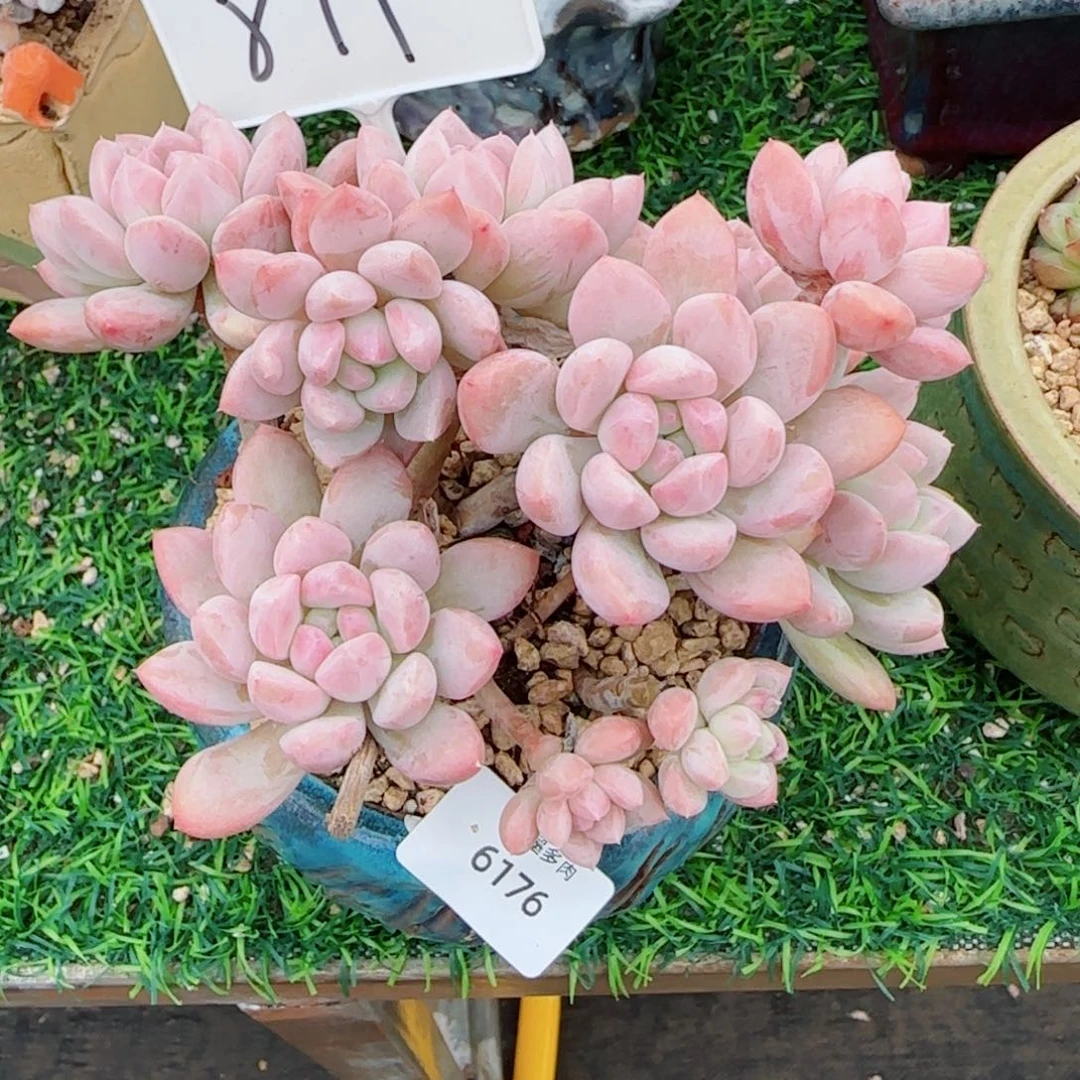 香橙优选，6176多肉植物