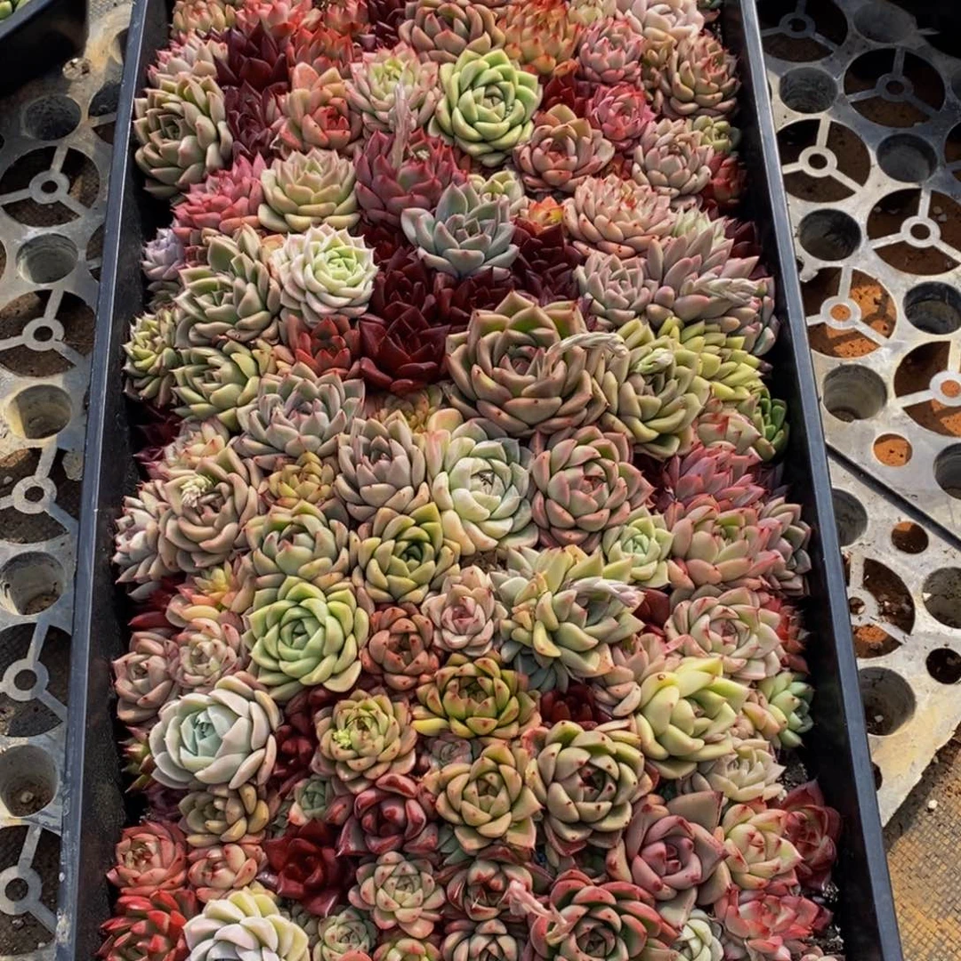 馋****）065的人都在这里举行了