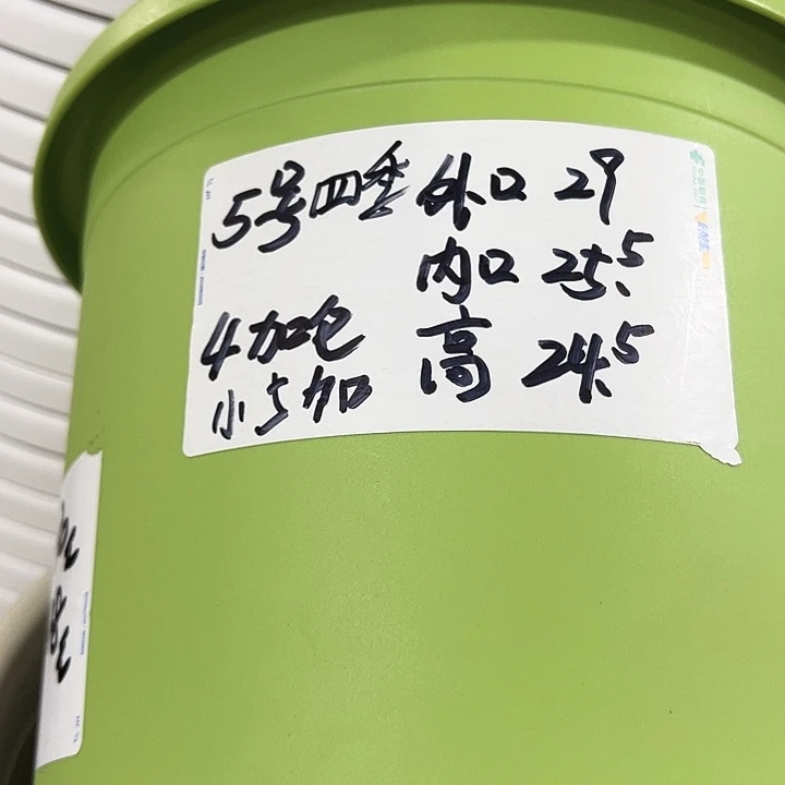 特价5号四季口29高24.5果绿无托6只