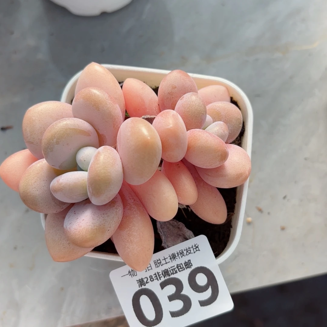 粉兔老桩无盆土发货