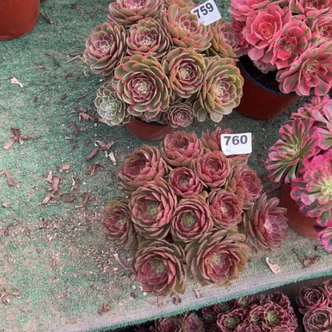 海***容759粉花妖,760桃花石