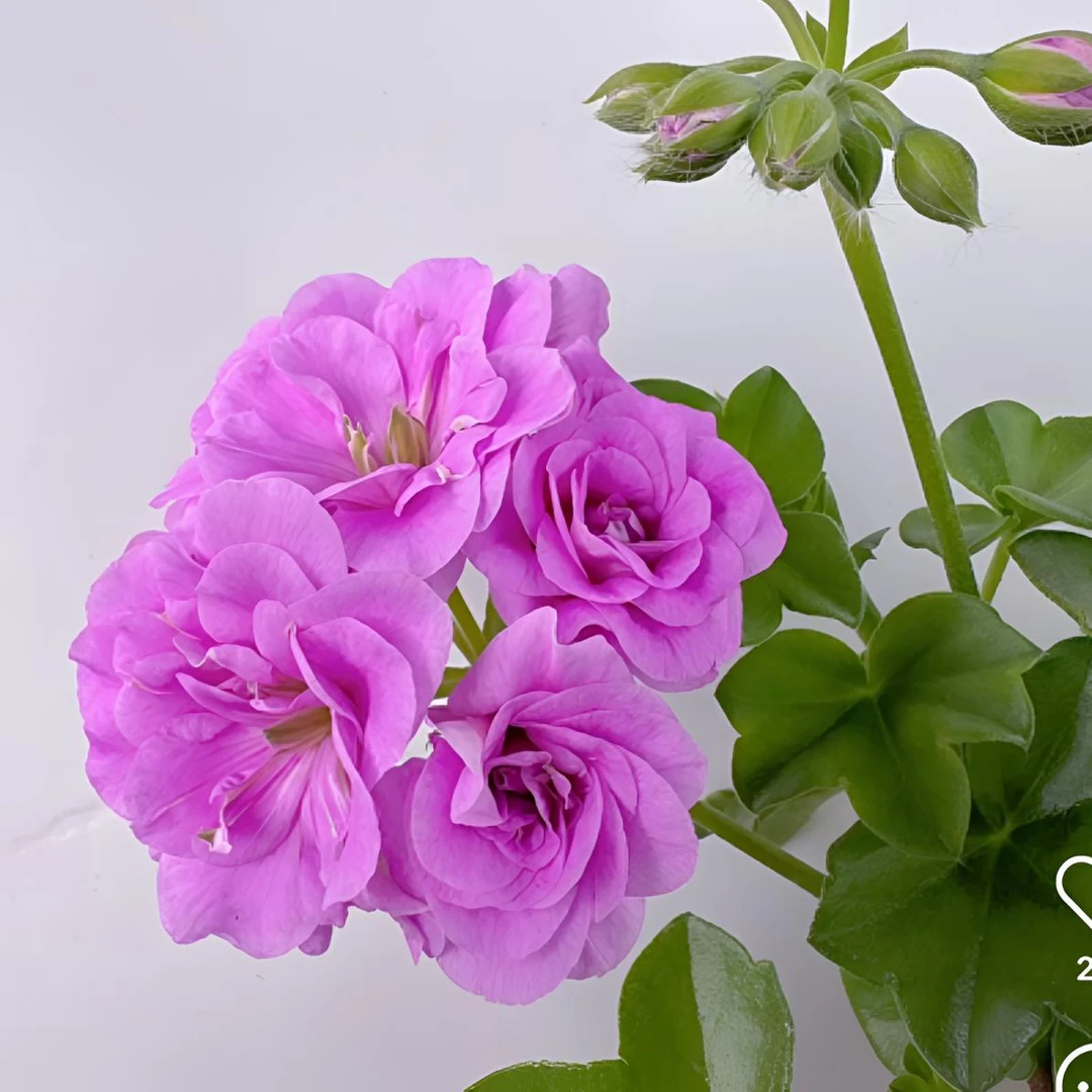 【垂吊-夏日玫瑰】宠粉浮力 紫色垂钓勤花小苗新苗带花苞 包对版 ）