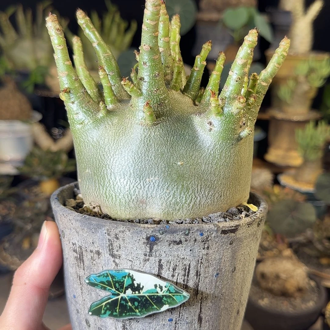 一物一拍哥斯拉沙漠玫瑰20