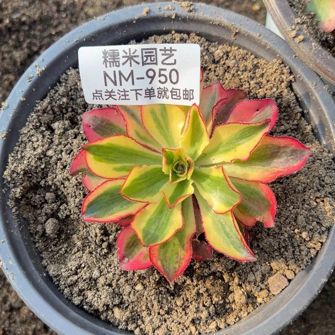 魅影多肉植物950