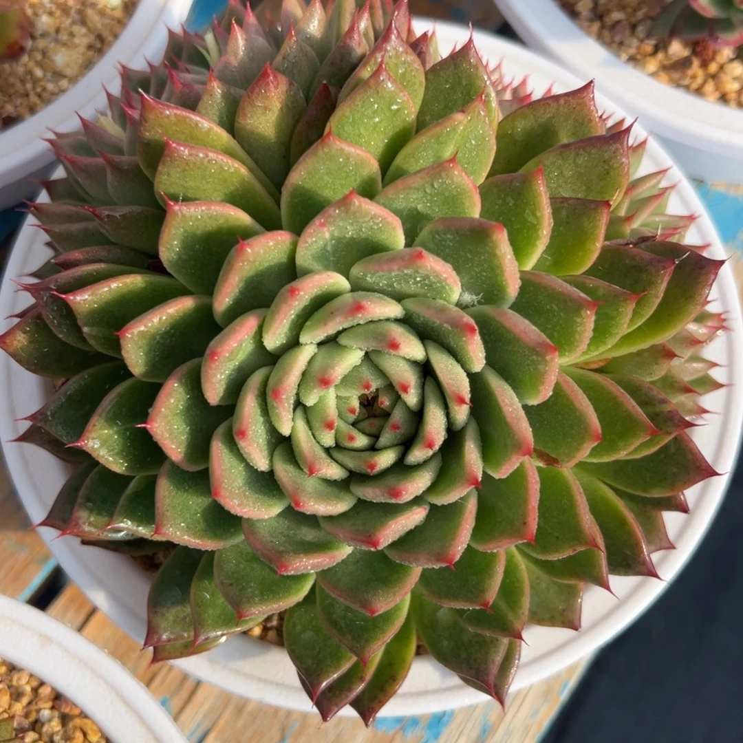 多肉植物一物一拍（17号）