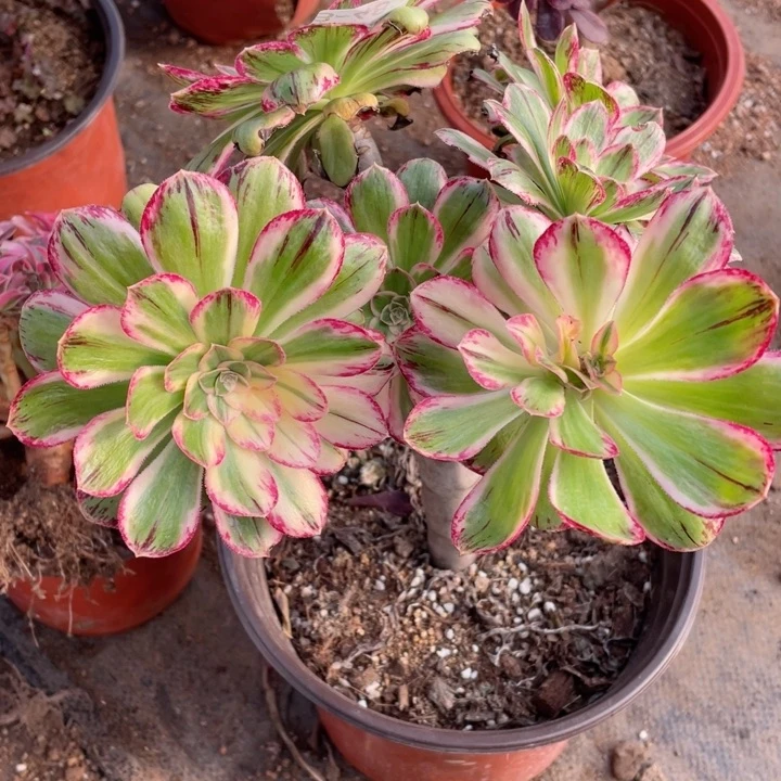 483微锦有砍多肉12344789