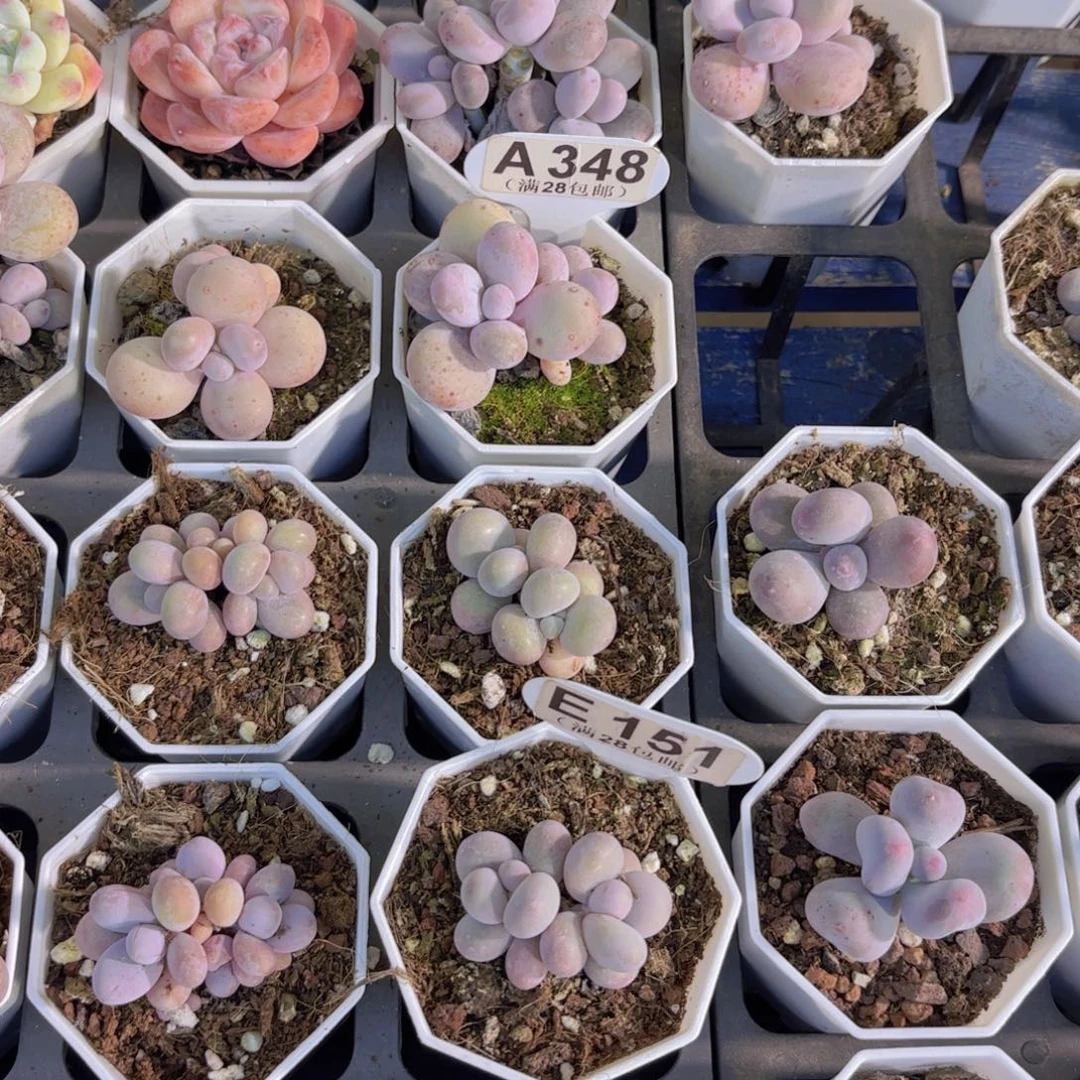 终***々A348奶酪一物一拍