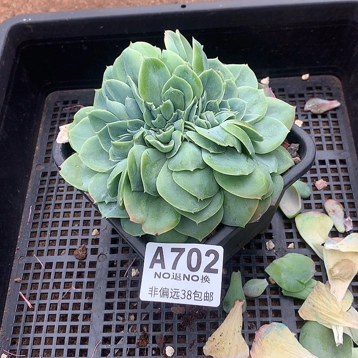 杂交缀化 全场8折 需要延迟发货