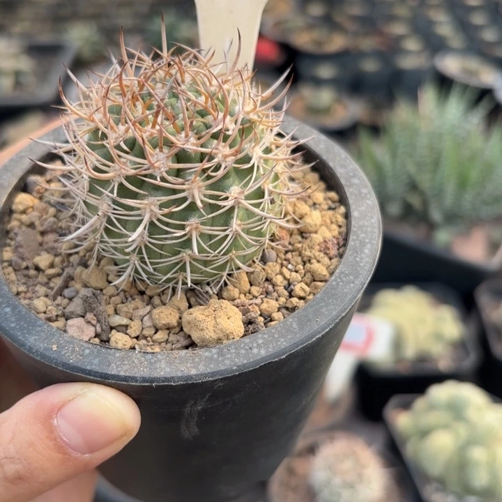 18实生逆豹好养皮实