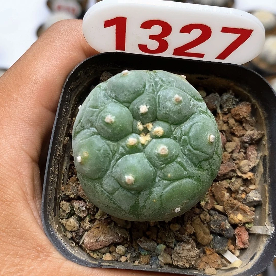 1327福利特价咯啦