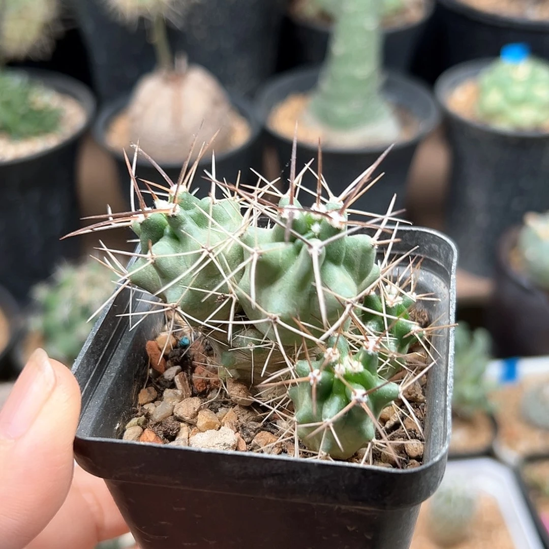 篝火虾实生球群一颗