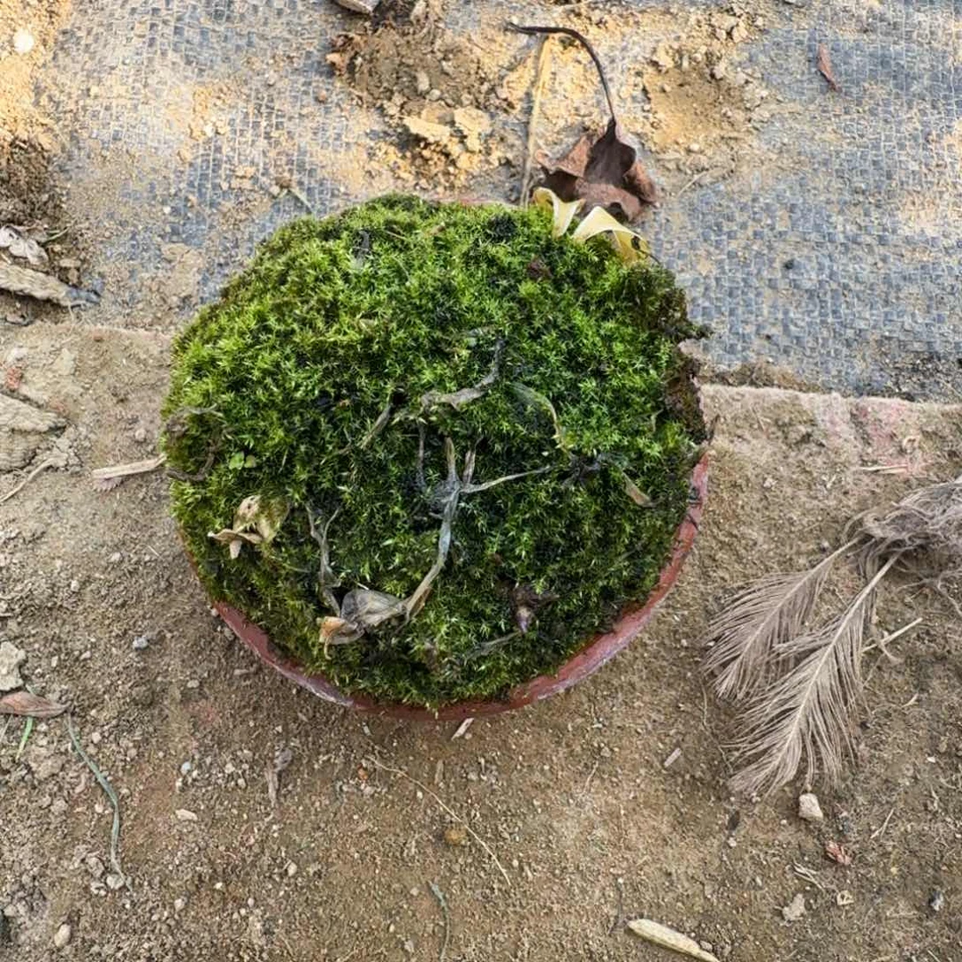 白***7无花朵顺丰到付不包邮