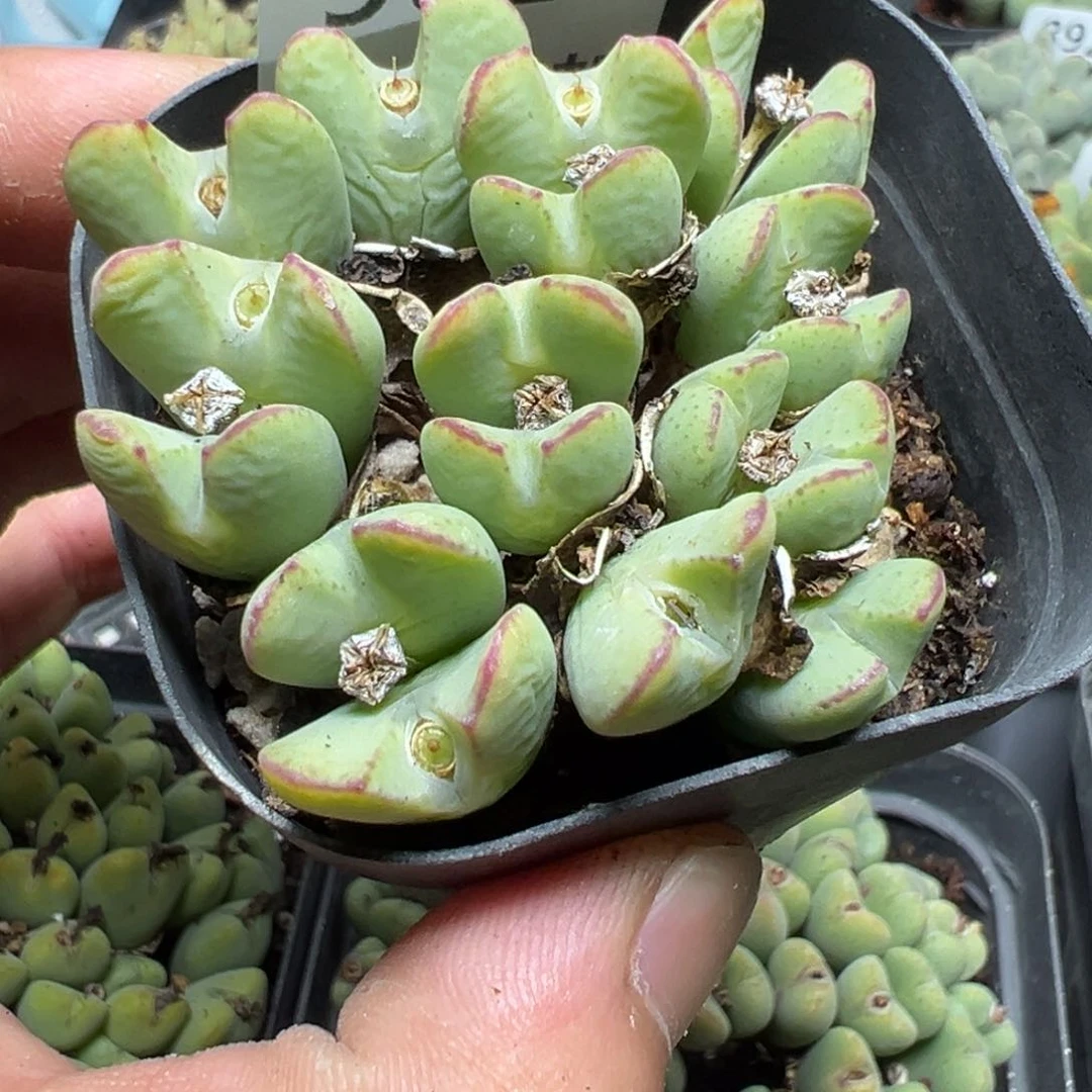 【闪购商品】 901。