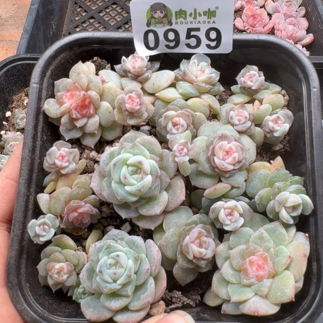 多肉植物多肉植物