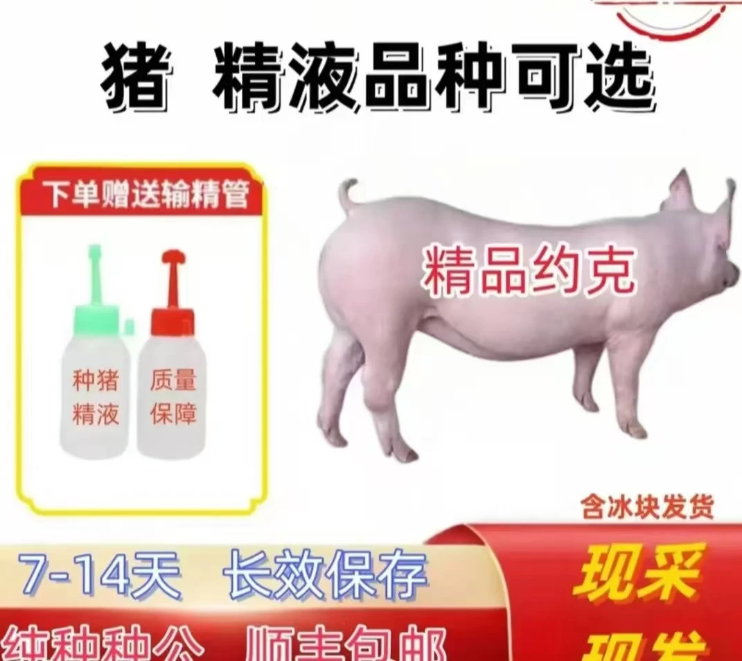纯种二元母猪原种优质母猪种公猪猪精包邮包对版