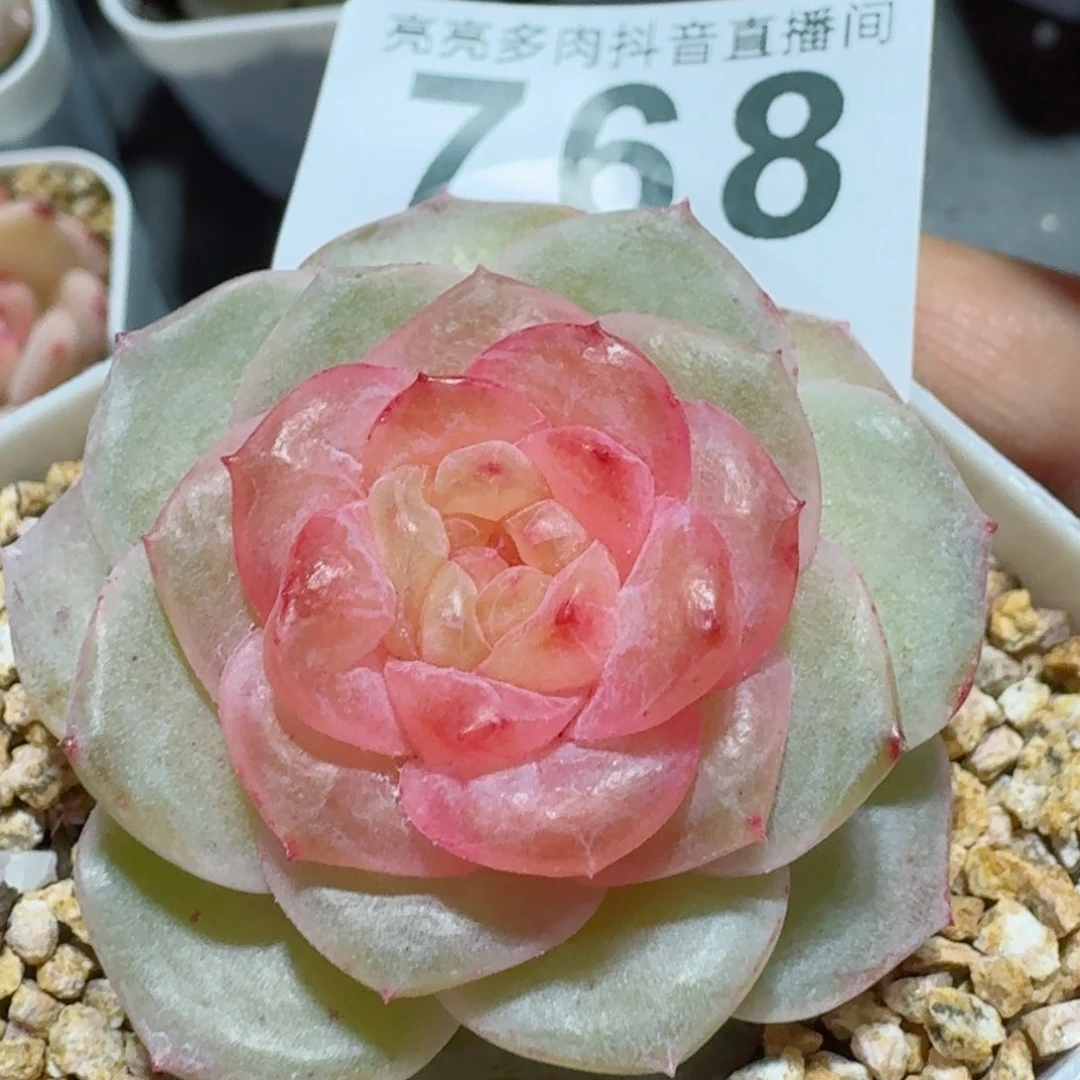 孤品石化         精品多肉