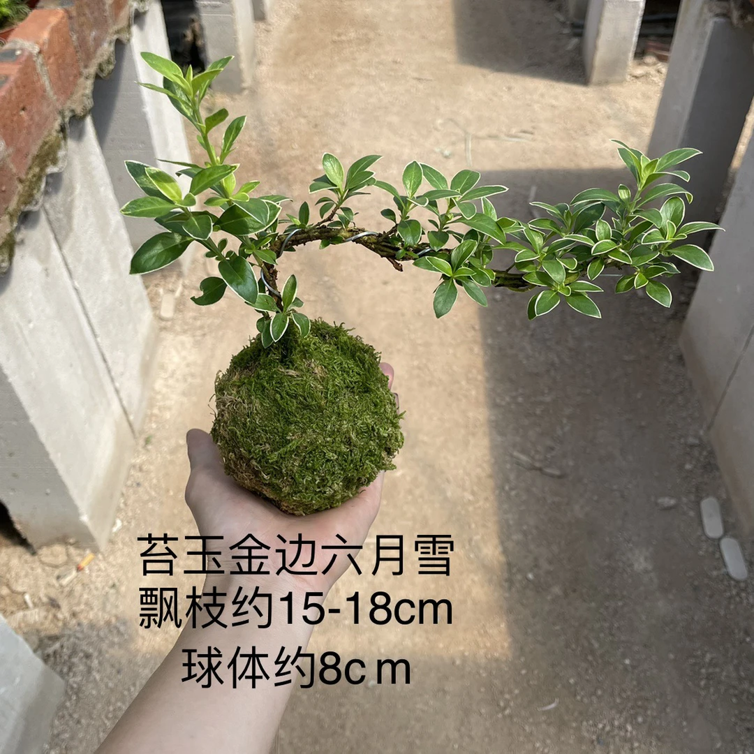 苔藓球金边六月雪小悬崖造型微景观｛喜阳喜水不泡水里｝