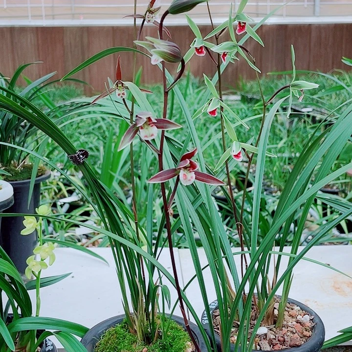 坡***坡无花朵一物一漂亮开户