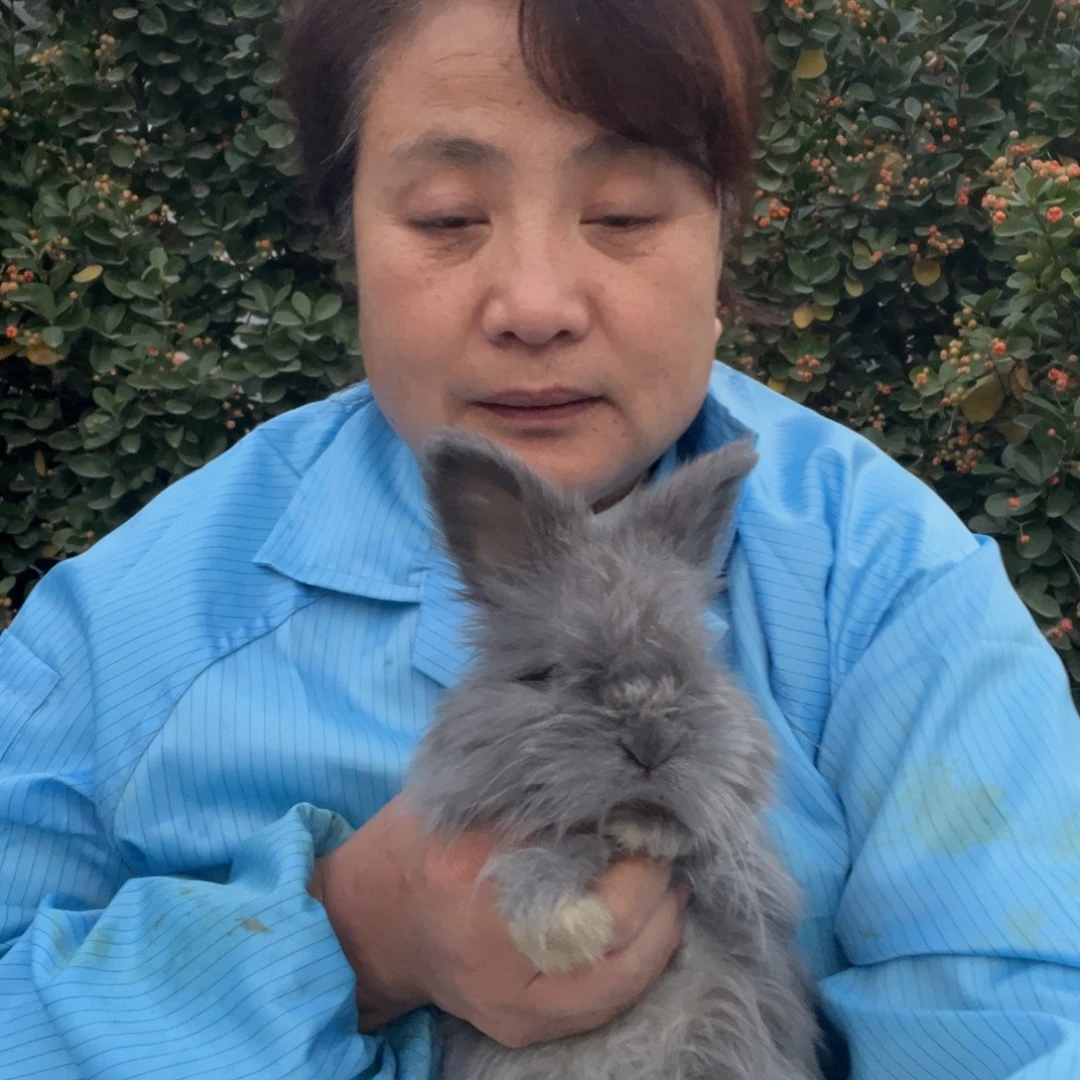英系安哥拉宠物兔子