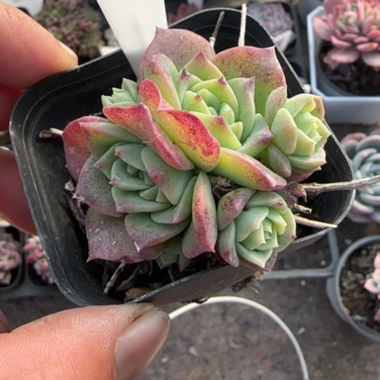 273翡翠塔多肉植物多