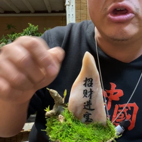 红陶一物一拍所见即所得29