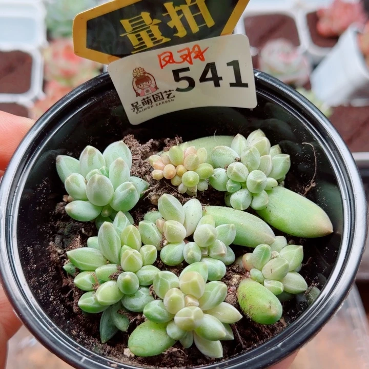 多肉植物多肉植物