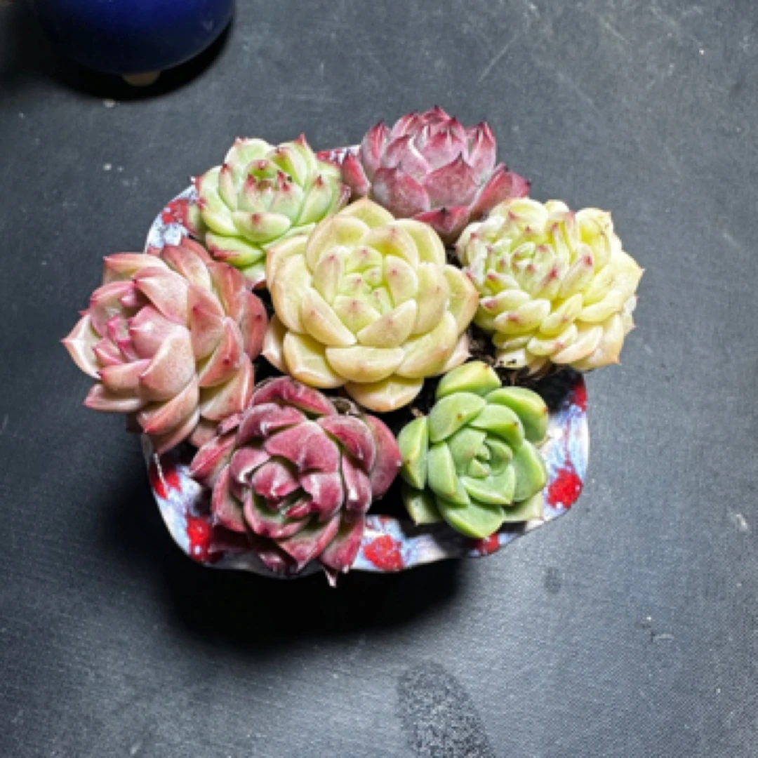 彩色麦秆混色7颗带土球