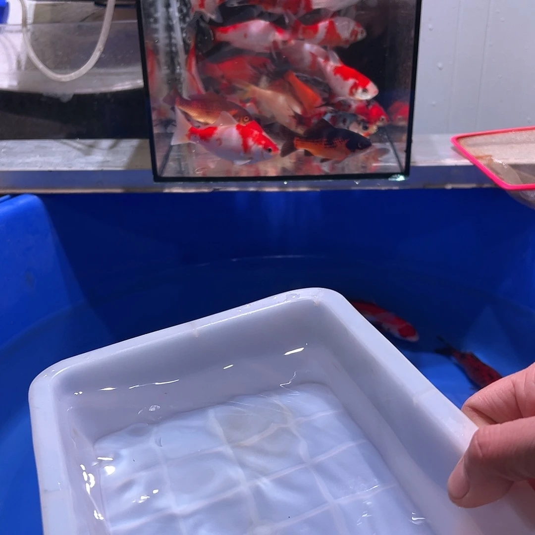 真***希海水鱼观赏鱼福利多多啊