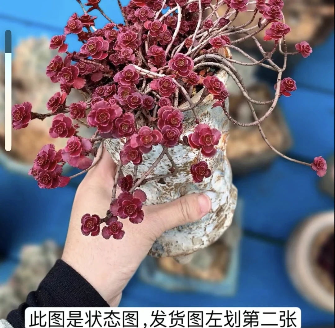 【满15元包邮】小球玫瑰