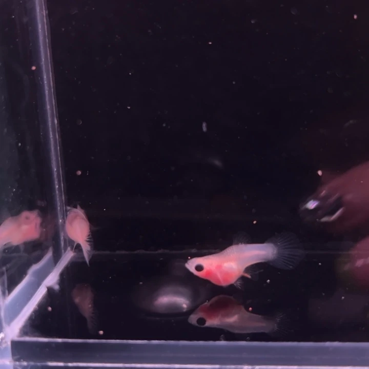 孔雀鱼粉猫玻璃猫1对