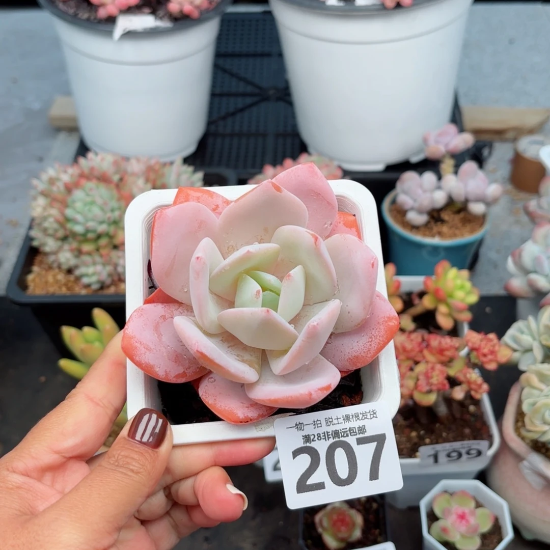 奶茶单头无盆土发货