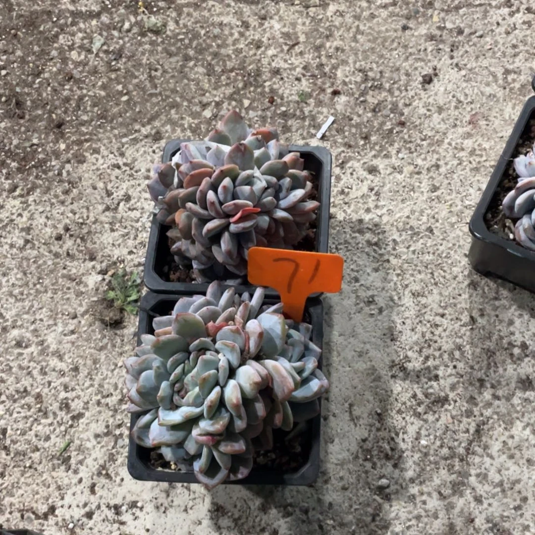 ꧁***꧂星影缀化多头群生71