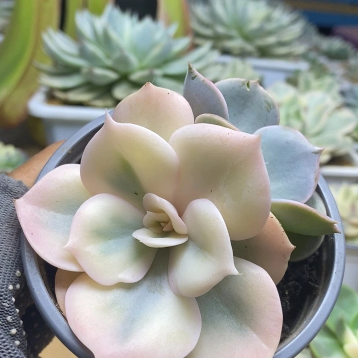 055双子座锦锦锦锦锦锦