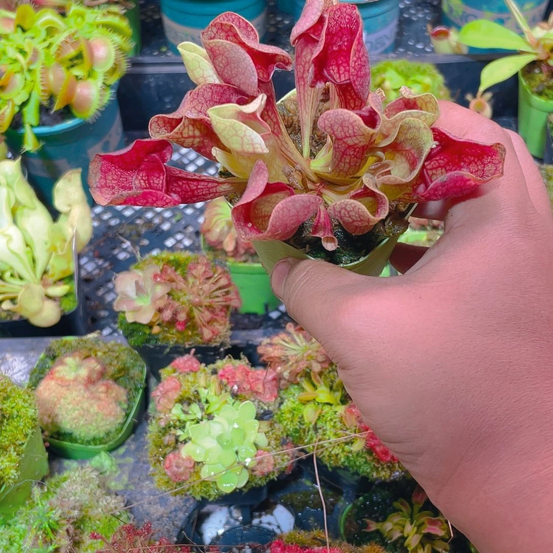 完全开放无唇紫瓶